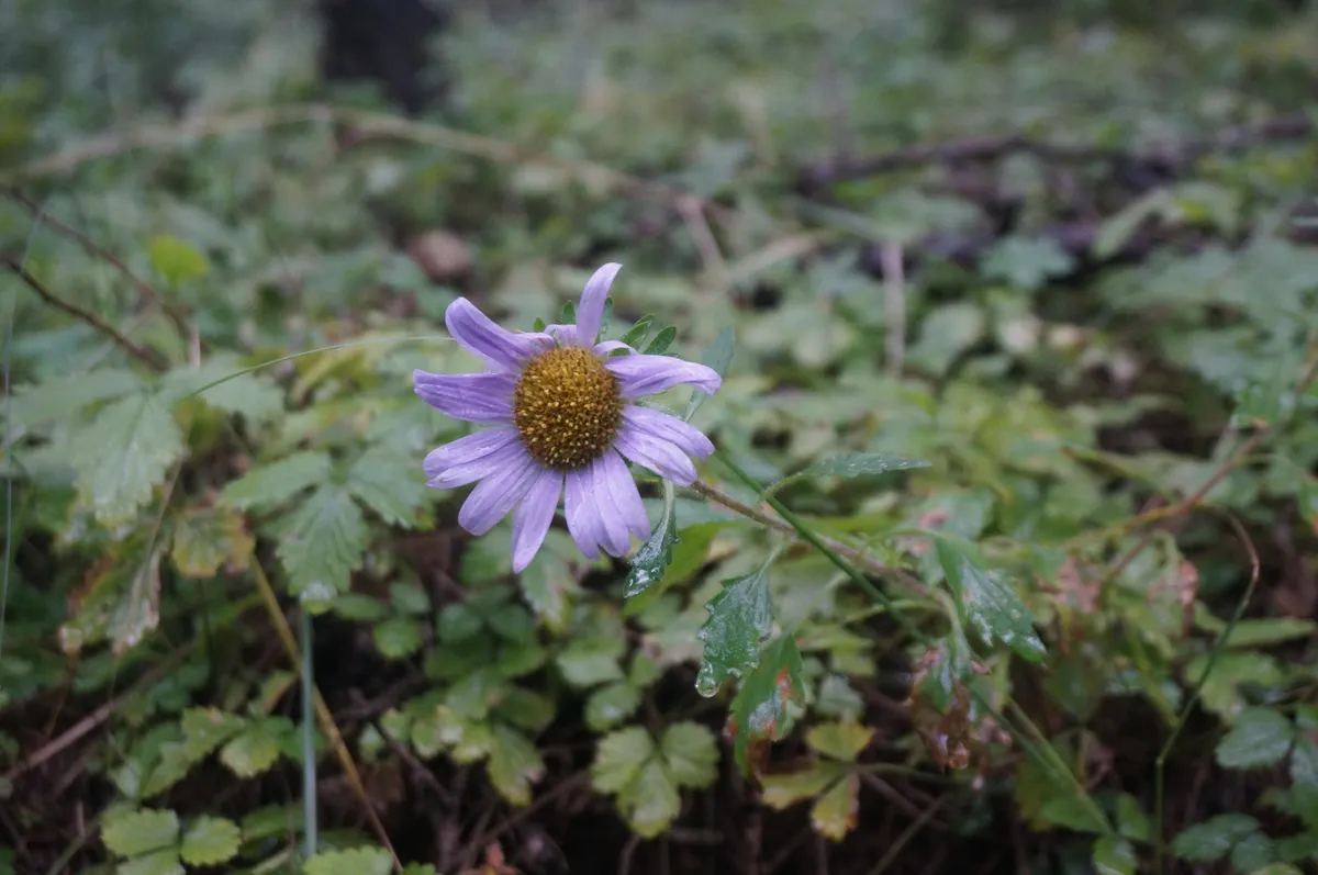 과꽃(Callistephus chinensis) — 노란 중심에 연보라 꽃잎의 국화과 꽃