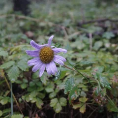 China Aster
