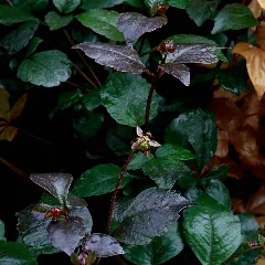 Chinese Plumbago