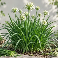Garlic Chives
