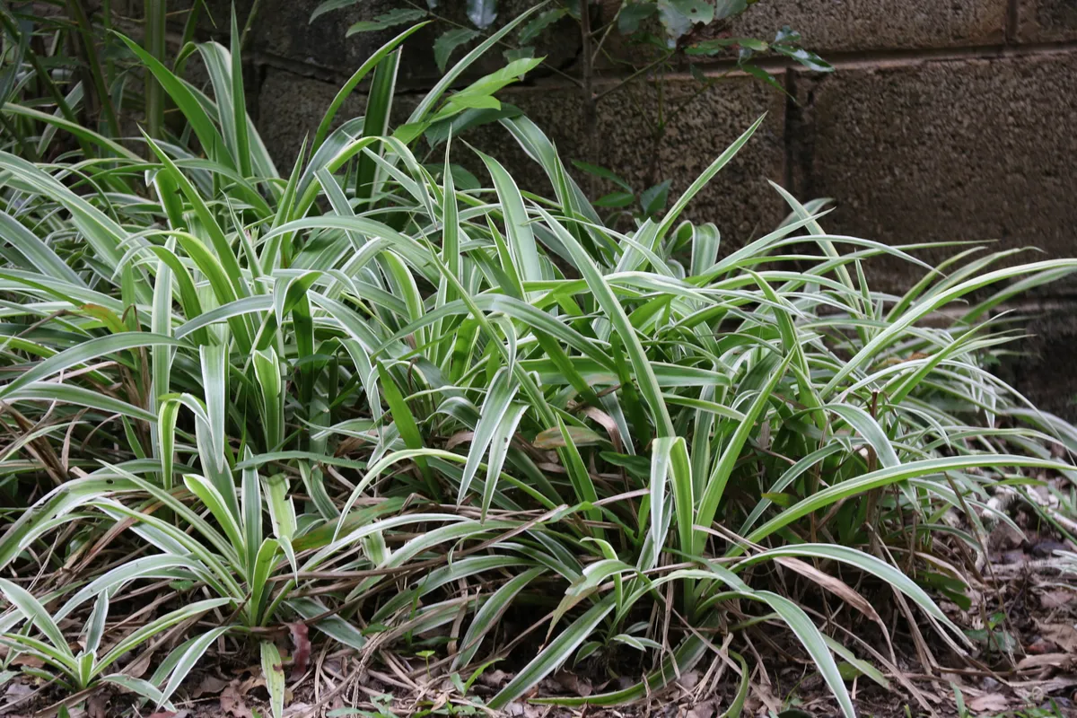 클로로피텀 비체티(Chlorophytum bichetii) — 흰 줄무늬가 있는 가는 잎이 빽빽이 모인 모습