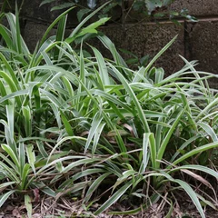 Chlorophytum bichetti