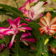 Christmas Cactus