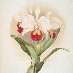 Christmas Orchid