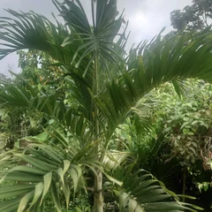 Christmas Palm