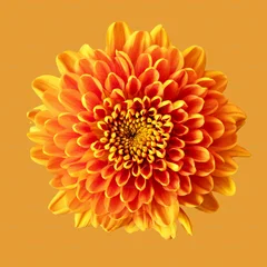 Chrysanthemum