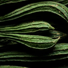 Cilantro
