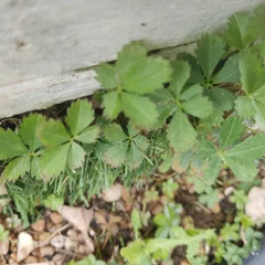 Cinquefoil