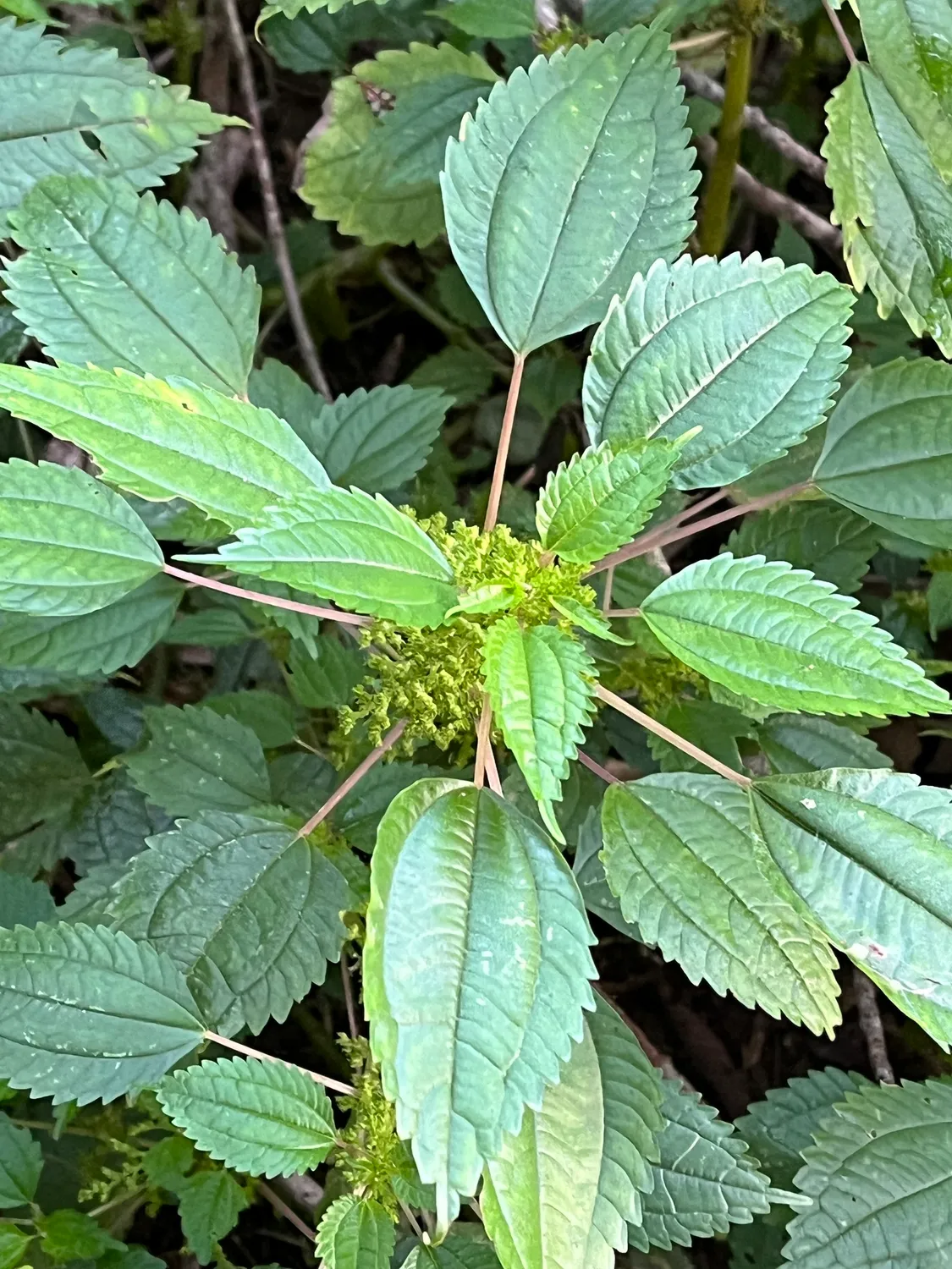 모시물통이(Pilea pumila)