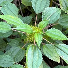 Clearweed