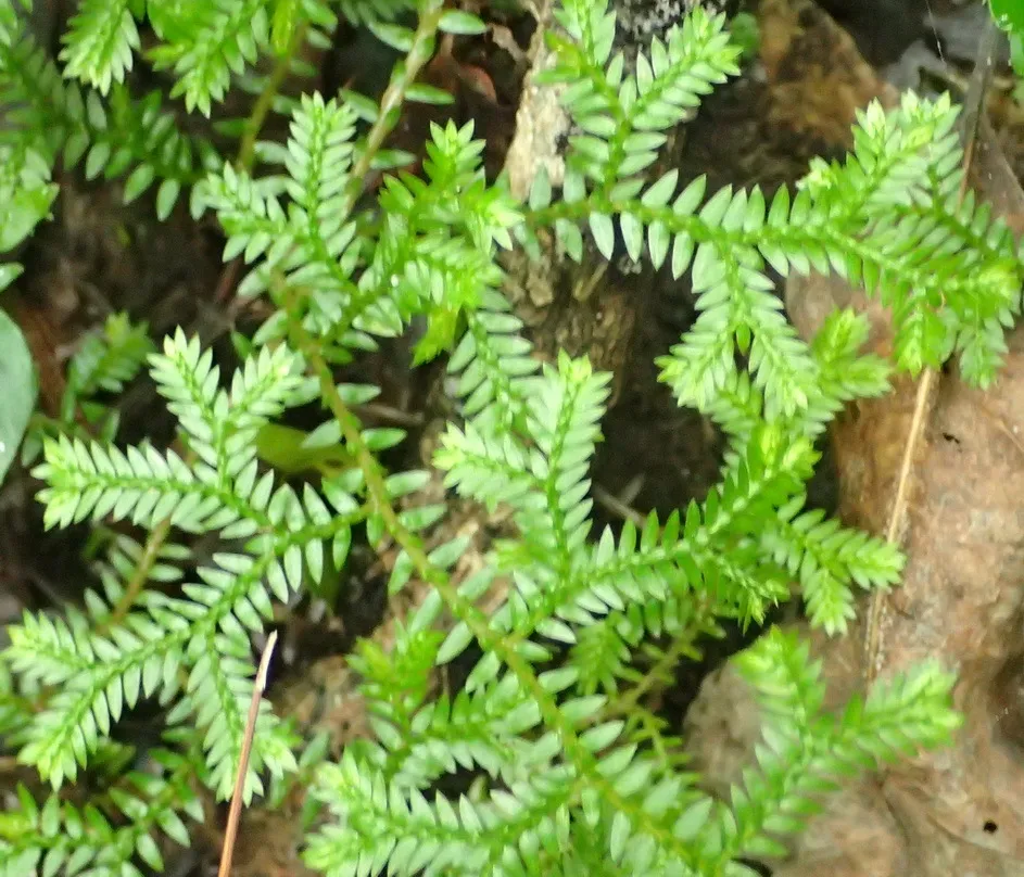 부처손(Selaginella kraussiana)