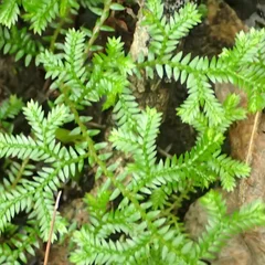 Club Moss