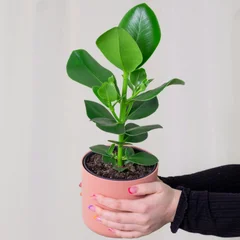클루시아