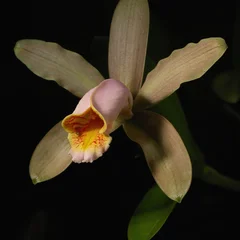 Cocktail Orchid