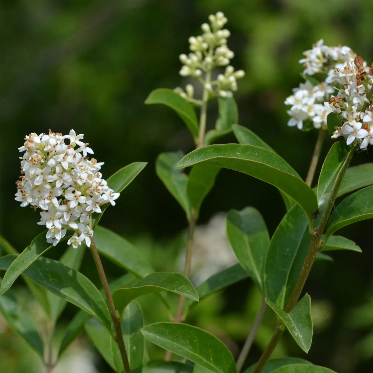 유럽 쥐똥나무(Ligustrum vulgare)