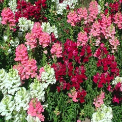 Common Snapdragon