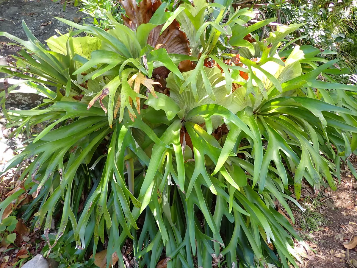 박쥐란(Platycerium bifurcatum)