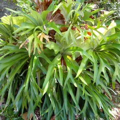 Common Staghorn Fern