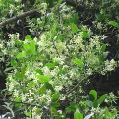 Confederate Jasmine
