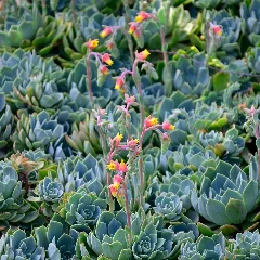 Copper Rose