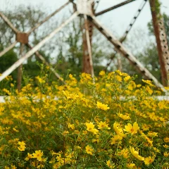 Coreopsis