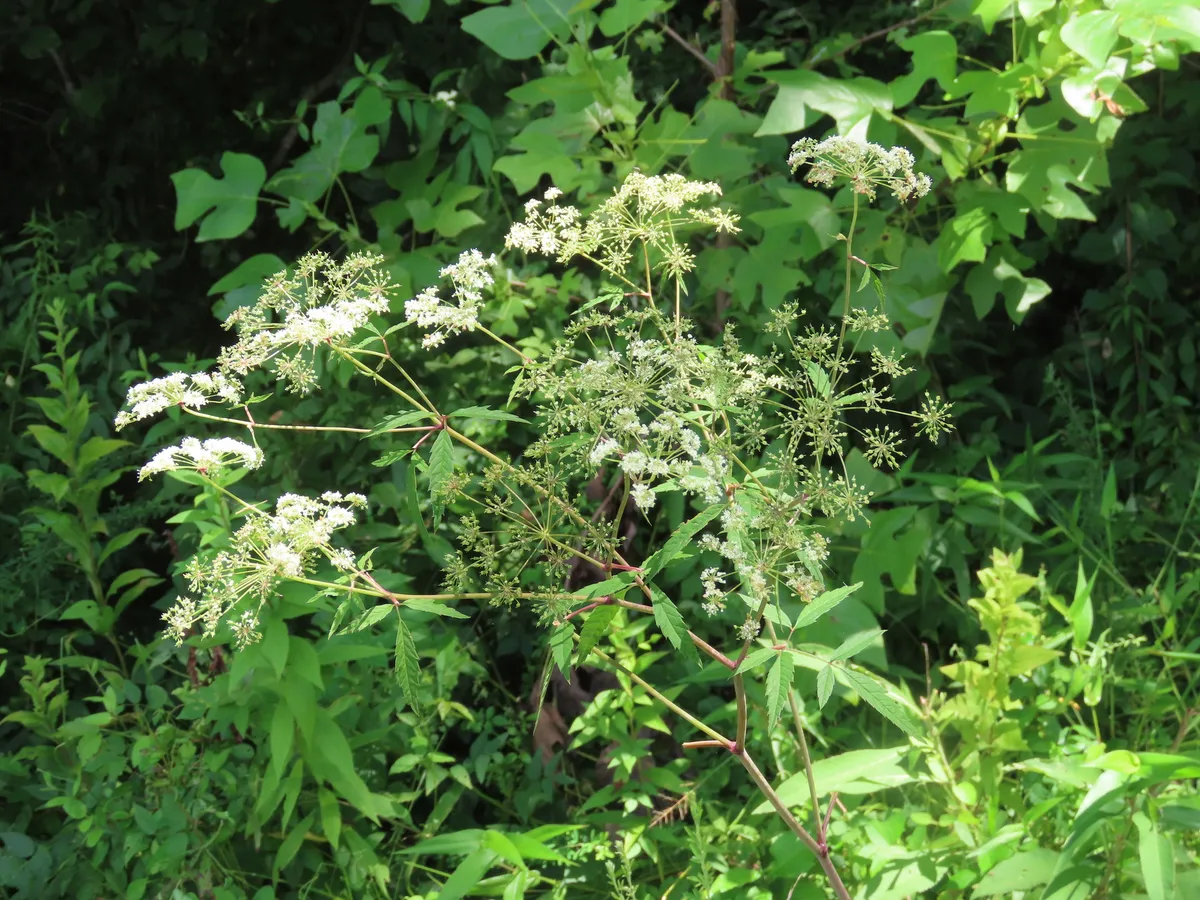 독미나리(Cicuta maculata) — 흰 꽃이 우산 모양으로 모인 꽃차례와 갈래잎