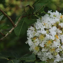 Crape Myrtle