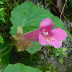 Creeping Gloxinia
