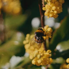 Creeping Mahonia
