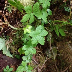 Creeping Rubus