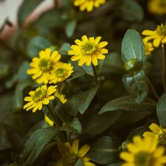Creeping Zinnia