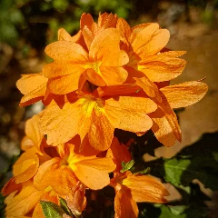 Crossandra