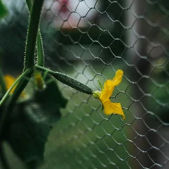 Cucumber