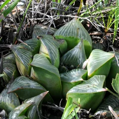Cushion Aloe