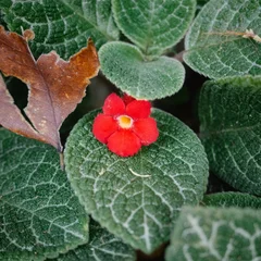 Flame Violet