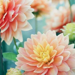 Dahlia