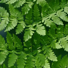 Dainty Rabbits-Foot Fern