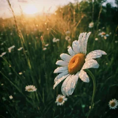 Daisy
