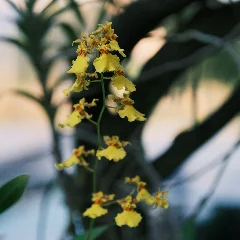 Dancing Doll Orchid