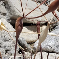 Desert Trumpet