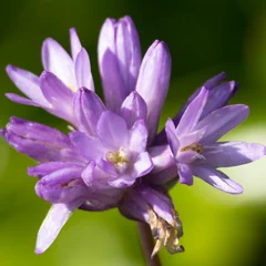 Dichelostemma