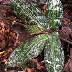 Dichorisandra Reginae