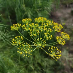 Dill