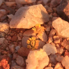 Dinteranthus