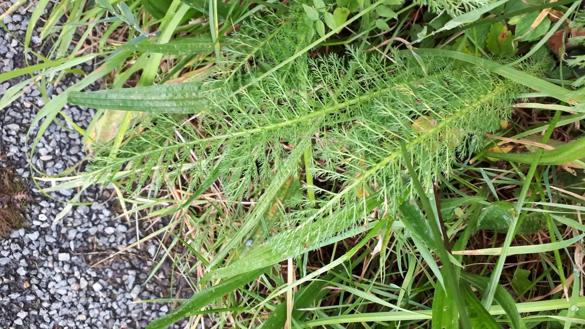 야로우(Achillea millefolium)