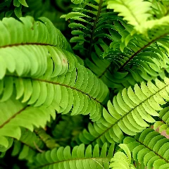 Duffii Fern