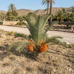 Dwarf Date Palm