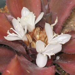 Dwarf Rose-Stripe Star