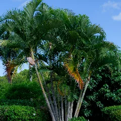 Dwarf Royal Palm