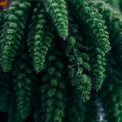 Dwarf Whitman Fern
